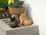 Unsere-Katzen