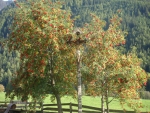 Vogelbeerbaum