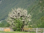 apfelbaum